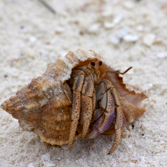 hermit crab care you will
